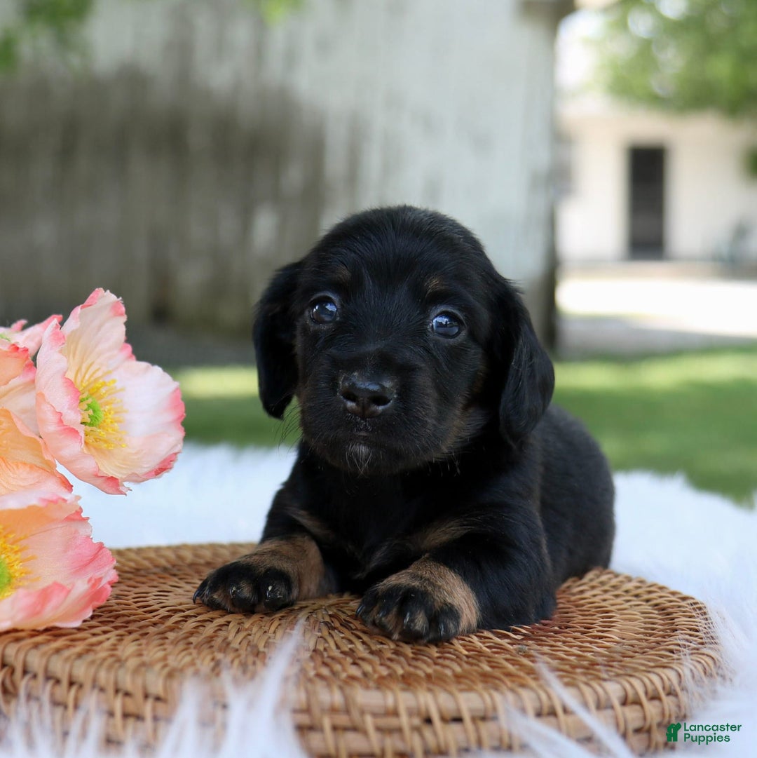 Miniature Dachshund dogs for sale: Sallie - Image 1