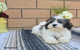 Teddy Bear dogs for sale: Foxy - Image 4