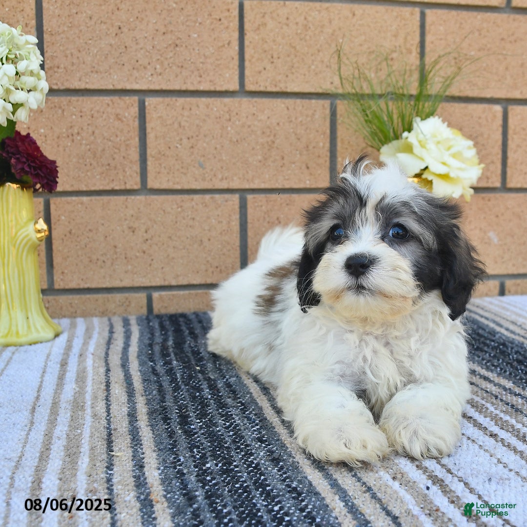 Teddy Bear dogs for sale: Foxy - Image 4