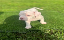 American Bully dogs for sale: Clavi - Image 4