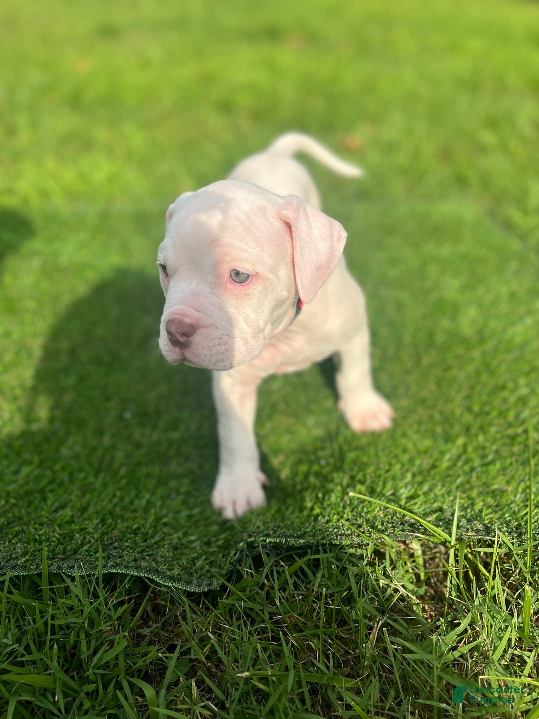 American Bully dogs for sale: Clavi - Image 4