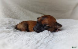 Morkie dogs for sale: Rare Gold Sable Firefly - Image 17