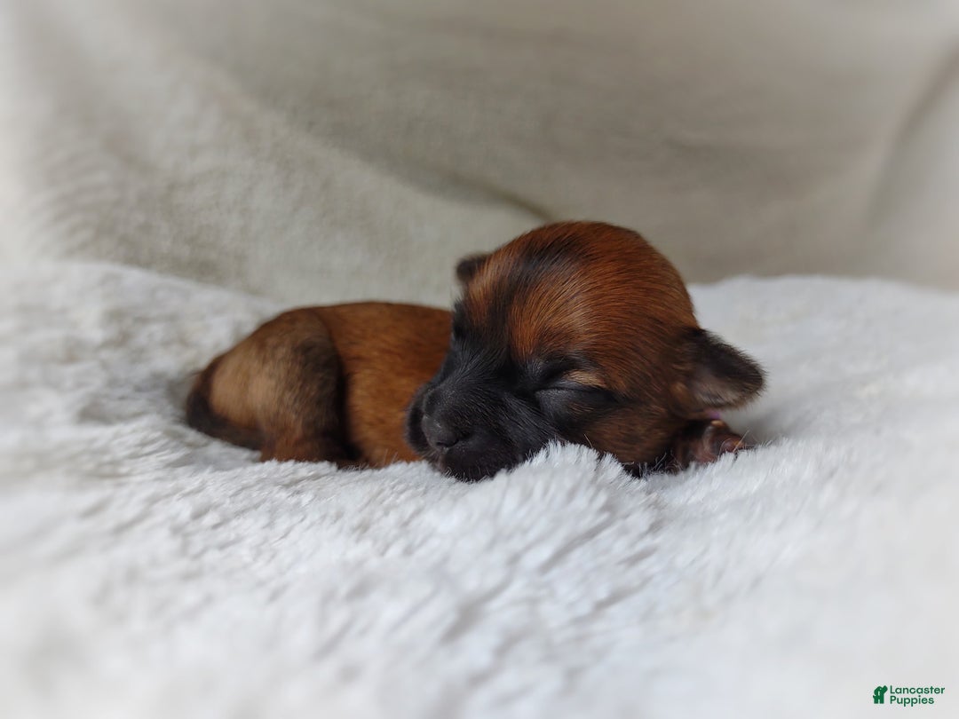 Morkie dogs for sale: Rare Gold Sable Firefly - Image 17