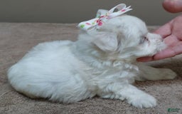 Maltese dogs for sale: Empress - Image 13