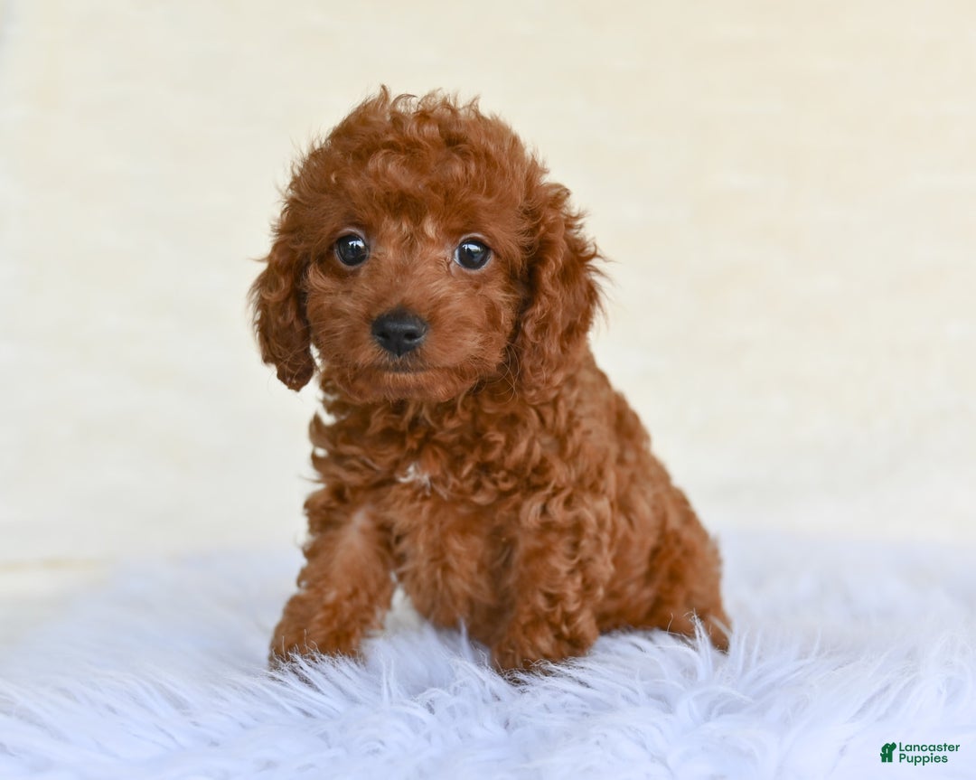 Cockapoo dogs for sale: Penny - Image 2