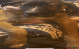Great Dane dogs for sale: Wally - Image 1