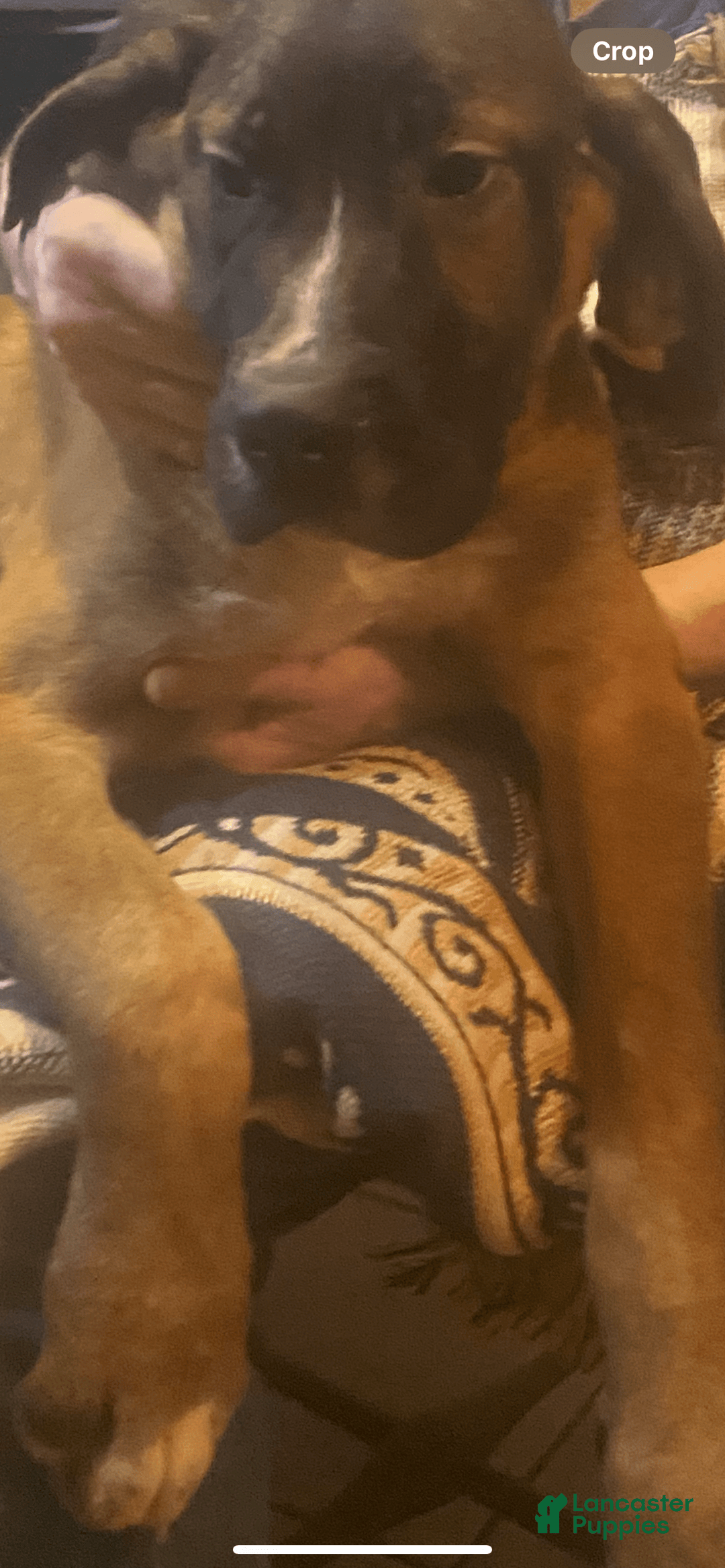 Great Dane dogs for sale: Wally - Image 1