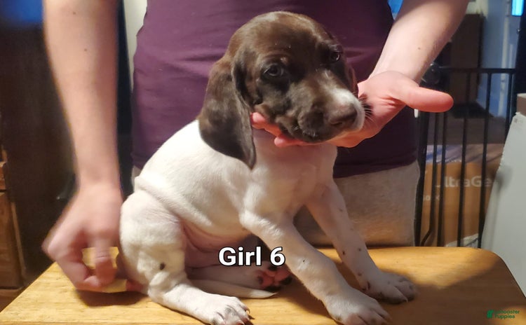 German Shorthaired Pointer dogs for sale - Ad 1