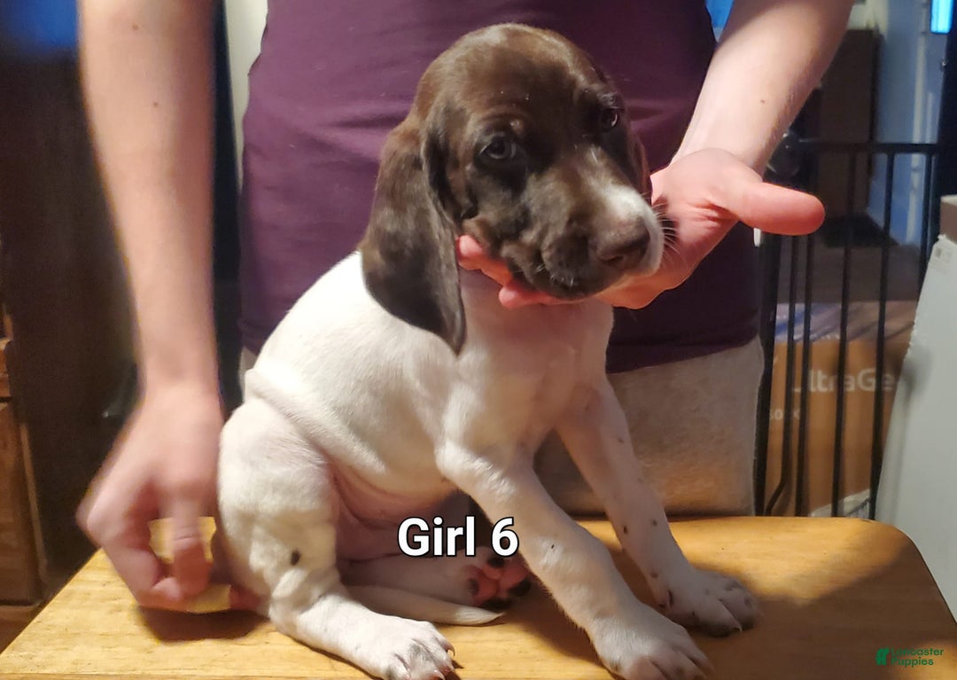 German Shorthaired Pointer dogs for sale: Girl 6 - Image 1