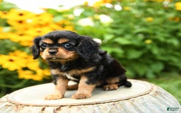 Cavalier King Charles Spaniel dogs for sale: Maddie - Image 8