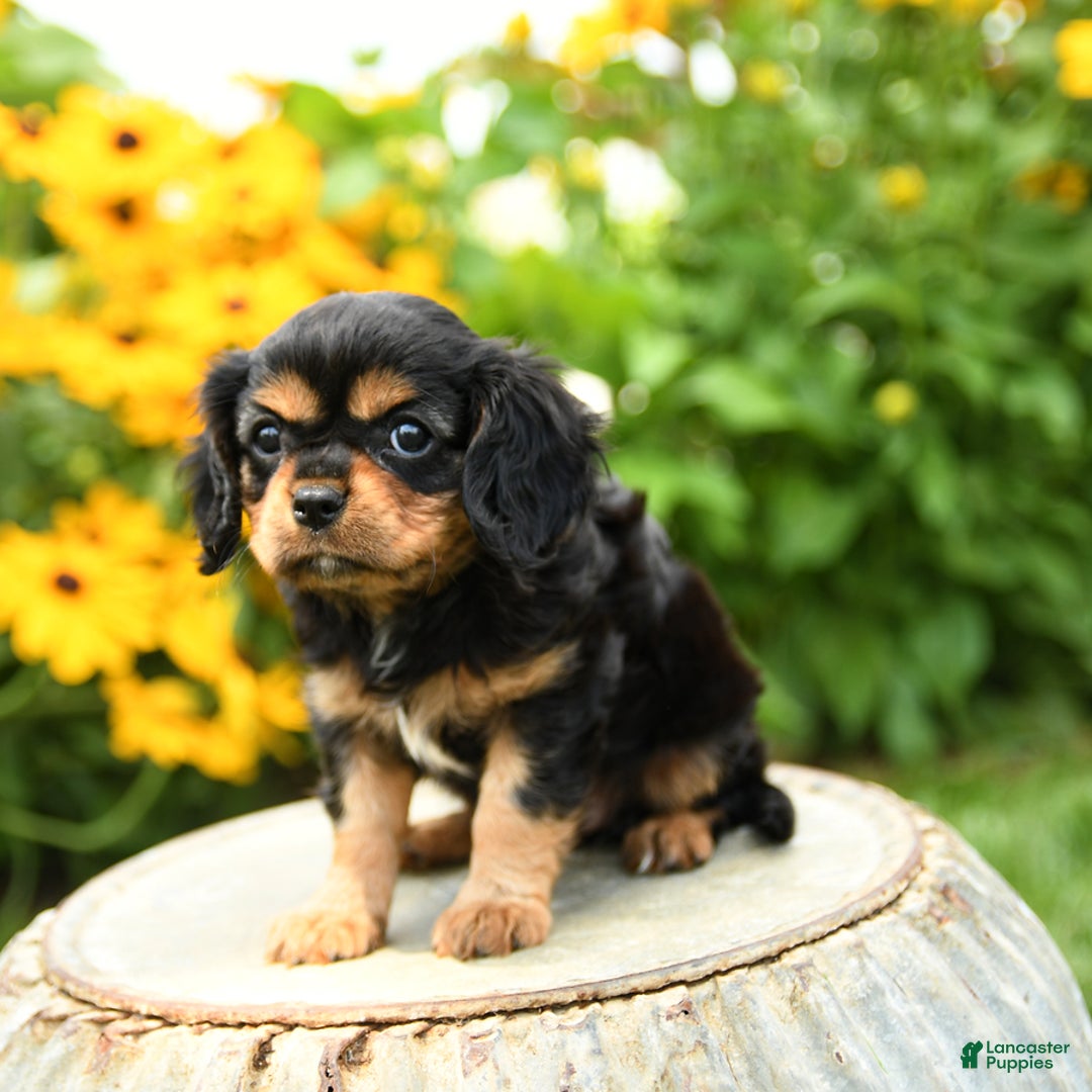 Cavalier King Charles Spaniel dogs for sale: Maddie - Image 8