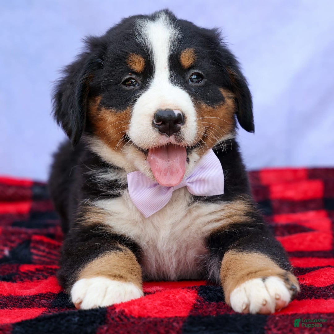 Bernese Mountain Dog dogs for sale: Suse - Image 19