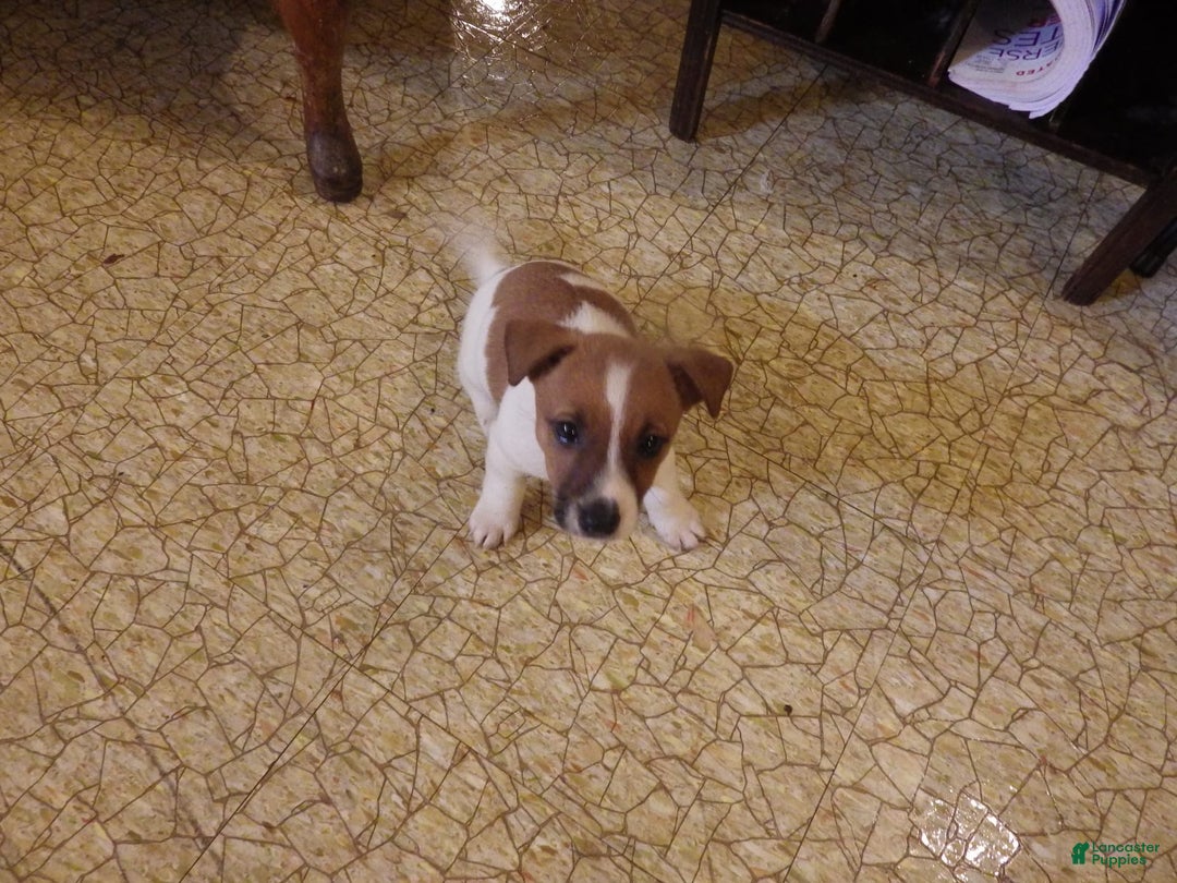 Jack Russell Terrier dogs for sale: Fillmore - Image 22