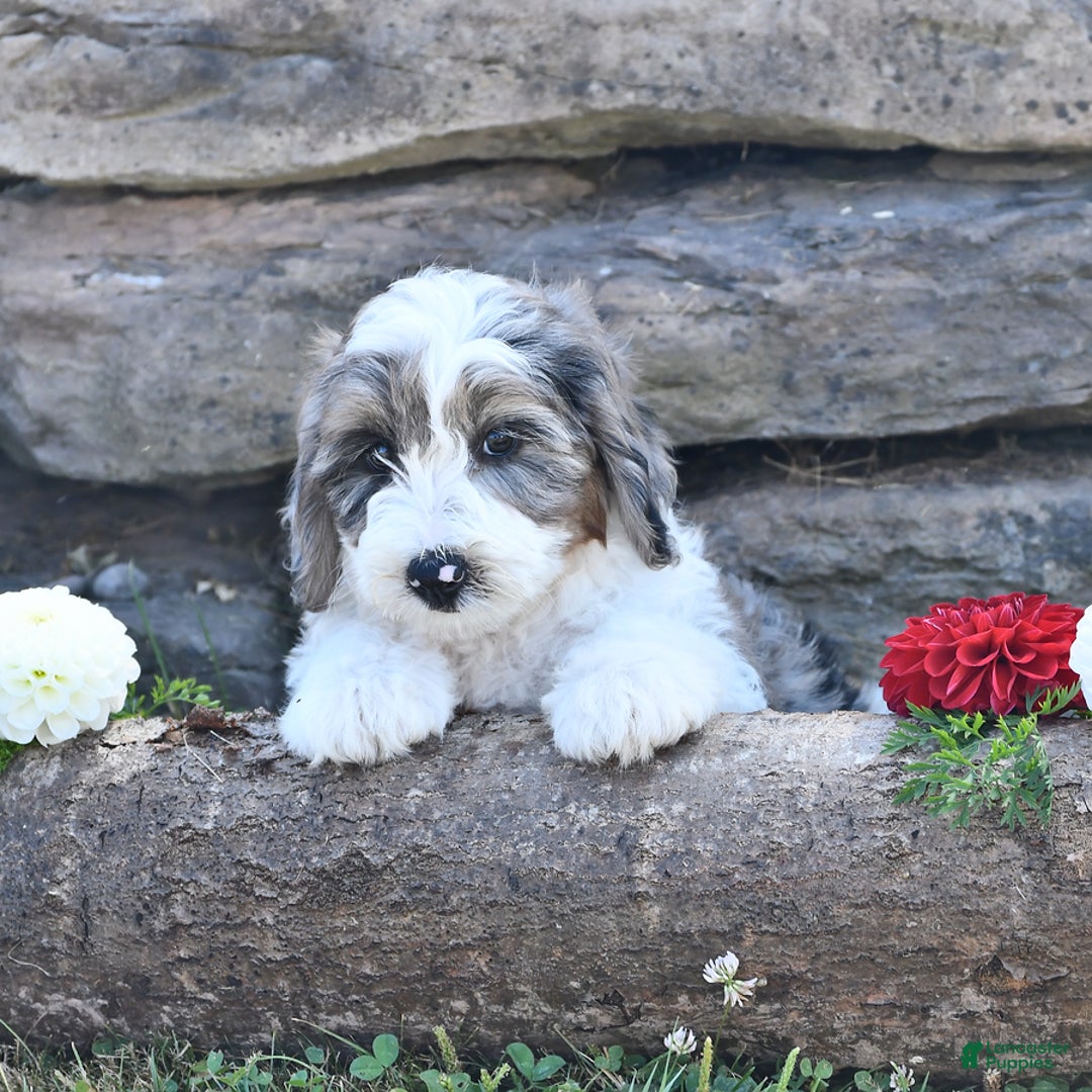 Aussiedoodle dogs for sale: Misty - Image 1