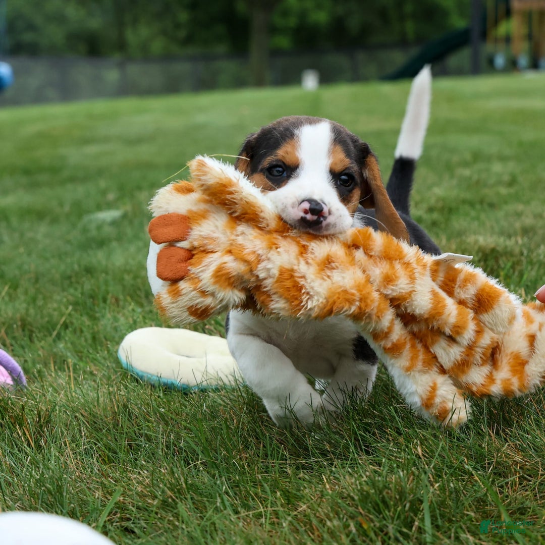 Beagle dogs for sale: Kylo - Image 7