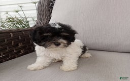 Havapoo dogs for sale: Tony - Image 2