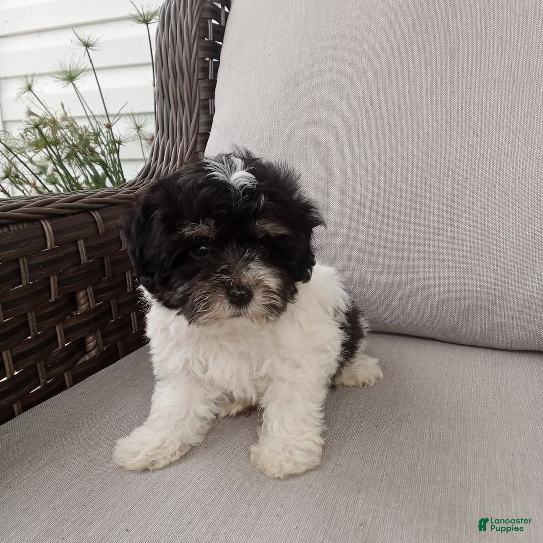 Havapoo dogs for sale: Tony - Image 2