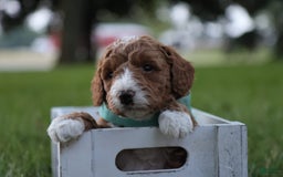 Mini Goldendoodle dogs for sale: Jet - Image 4