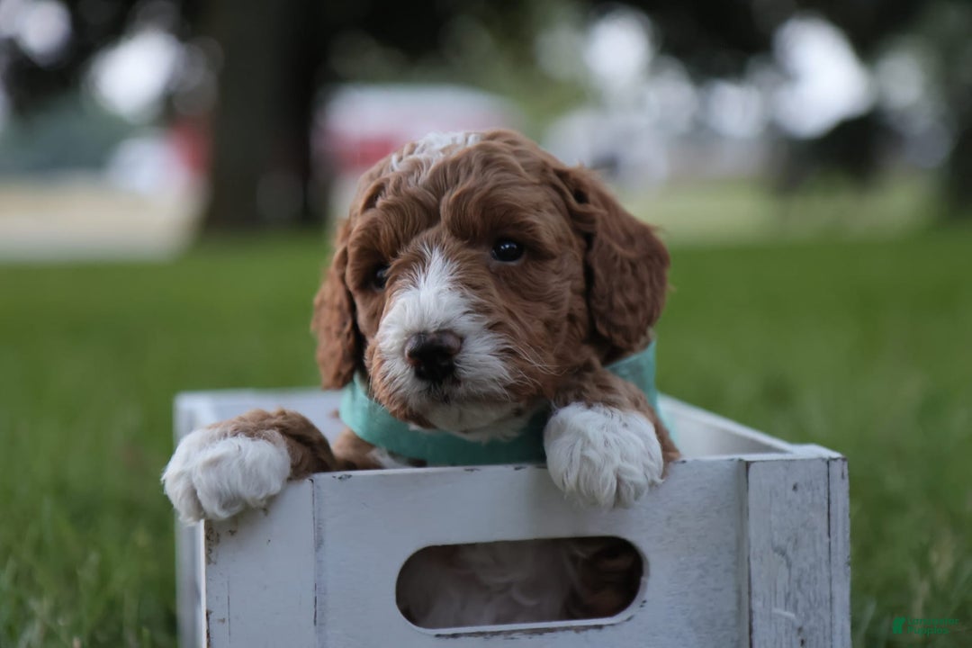 Mini Goldendoodle dogs for sale: Jet - Image 4