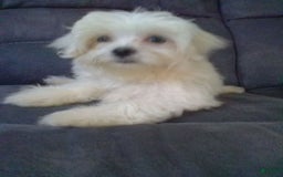 Maltese dogs for sale: Dawson - Image 9