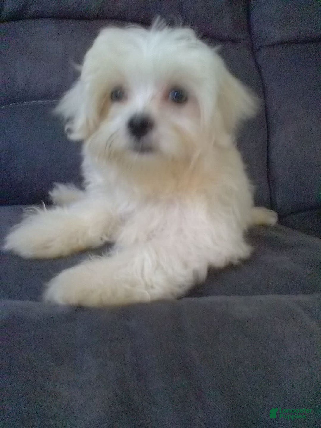Maltese dogs for sale: Dawson - Image 9