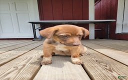 Australian Cattle Dog dogs for sale: Daisy Lou - Image 2