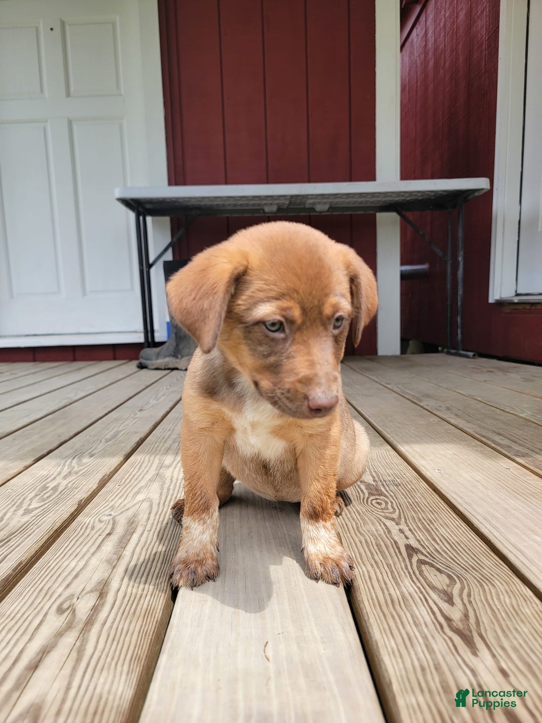 Australian Cattle Dog dogs for sale: Daisy Lou - Image 2