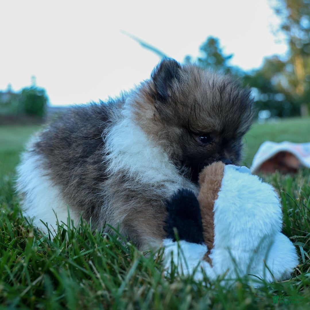 Pomeranian dogs for sale: Bobby - Image 20