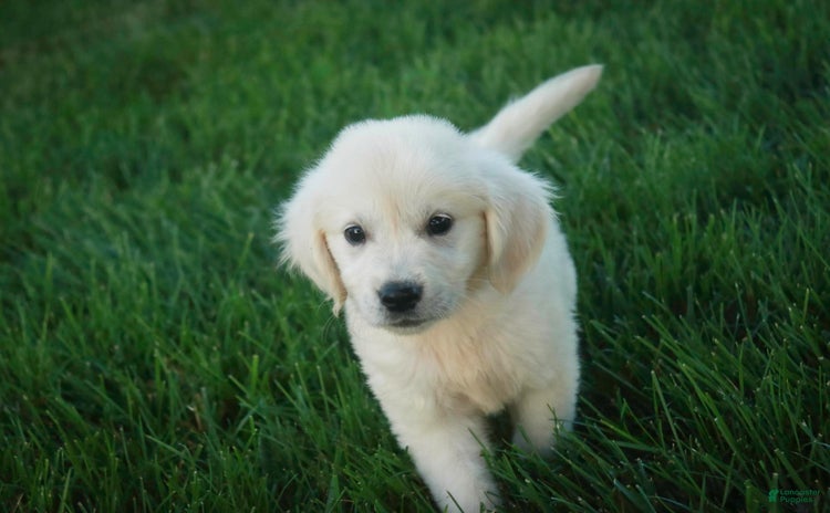 Golden Retriever dogs for sale - Ad 2