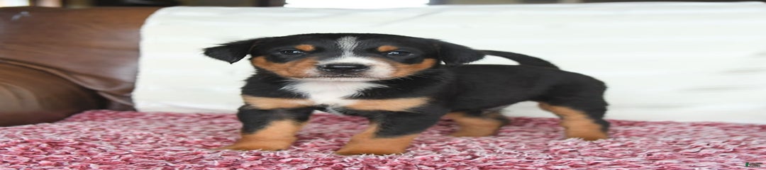 Harlow