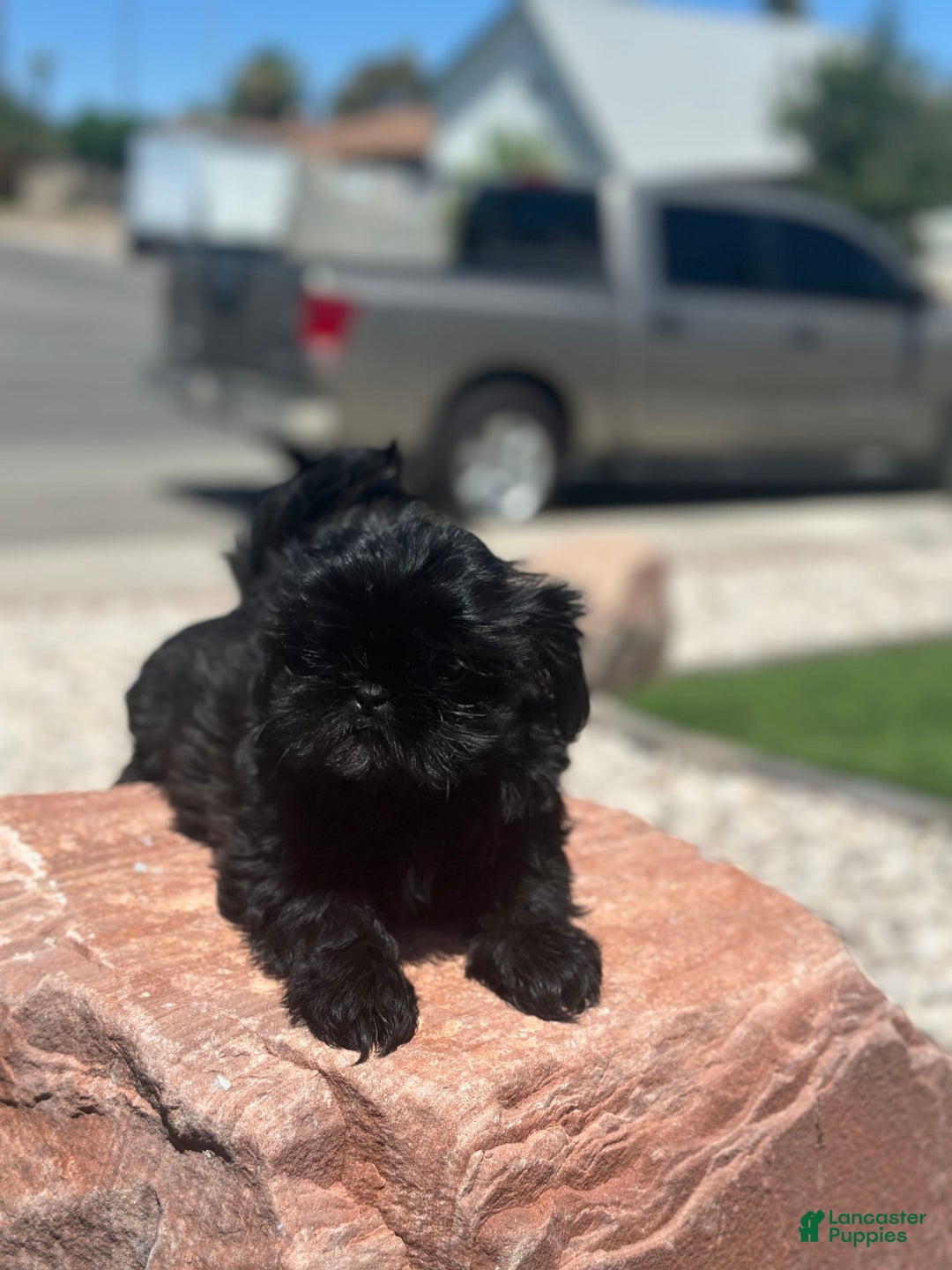 Shih Tzu dogs for sale: Lulu - Image 4