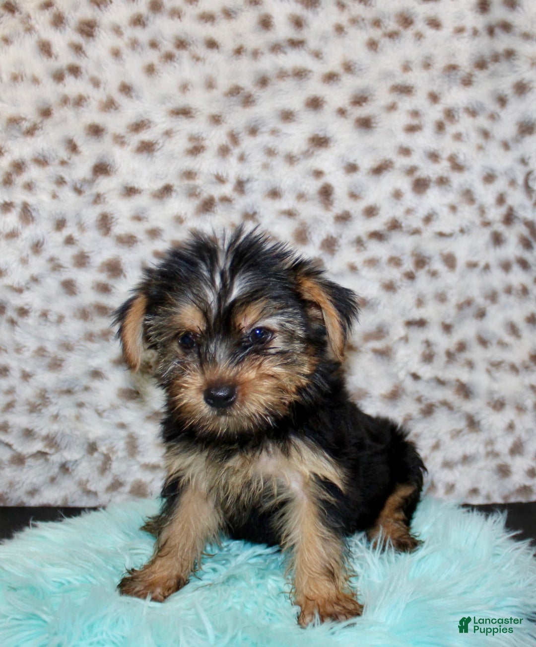 Yorkshire Terrier dogs for sale: Samson - Image 2