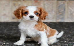 Cavalier King Charles Spaniel dogs for sale: Loki - Image 1