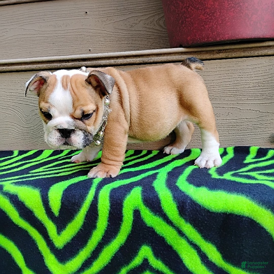 English Bulldog dogs for sale: Reba - Image 8