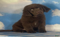 Newfoundland dogs for sale: Trudy - Image 6