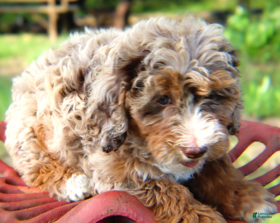 Mini Bernedoodle dogs for sale: Lorena - Image 2