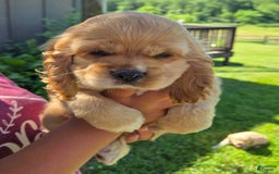 Cocker Spaniel dogs for sale: Milo - Image 5