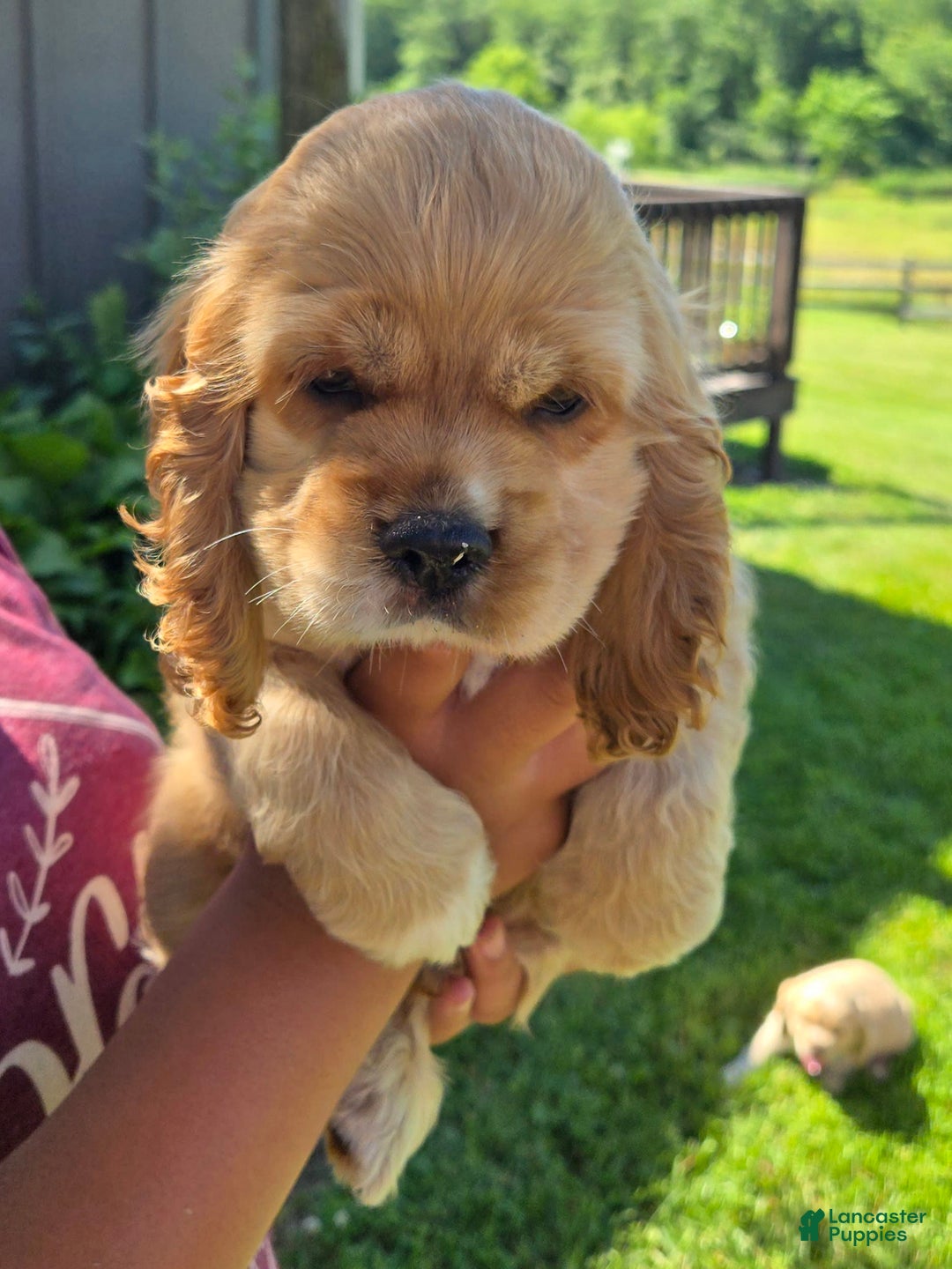 Cocker Spaniel dogs for sale: Milo - Image 5