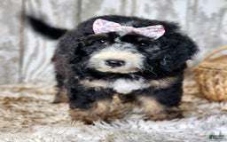 Bernedoodle dogs for sale: Christa - Image 9