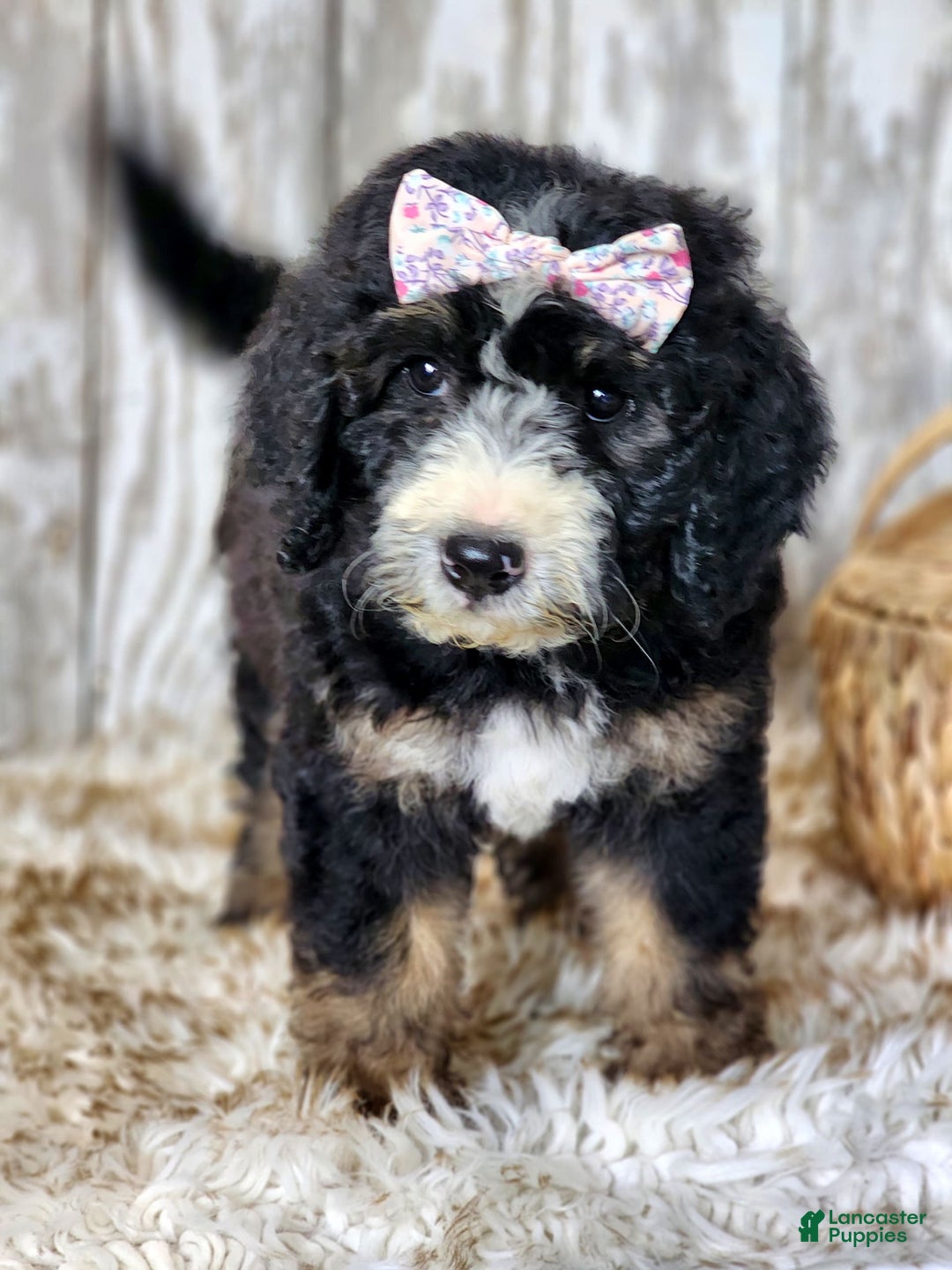 Bernedoodle dogs for sale: Christa - Image 9