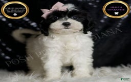 Cavapoo dogs for sale: Mindy - Image 1