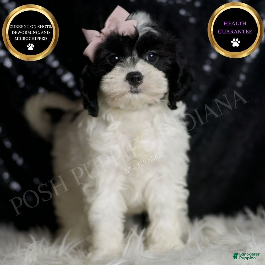 Cavapoo dogs for sale: Mindy - Image 1