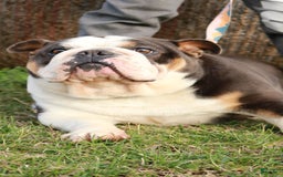 English Bulldog dogs for sale: Frannie - Image 7