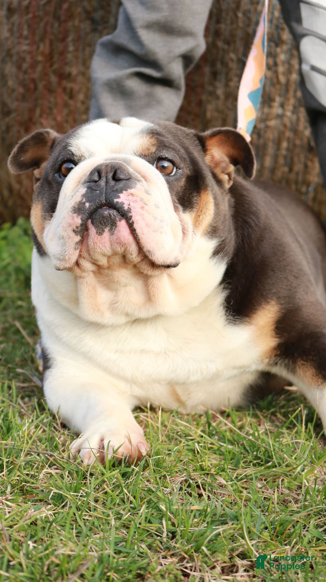 English Bulldog dogs for sale: Frannie - Image 7