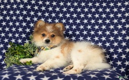Pomeranian dogs for sale: Diesel Toy Size - Image 13