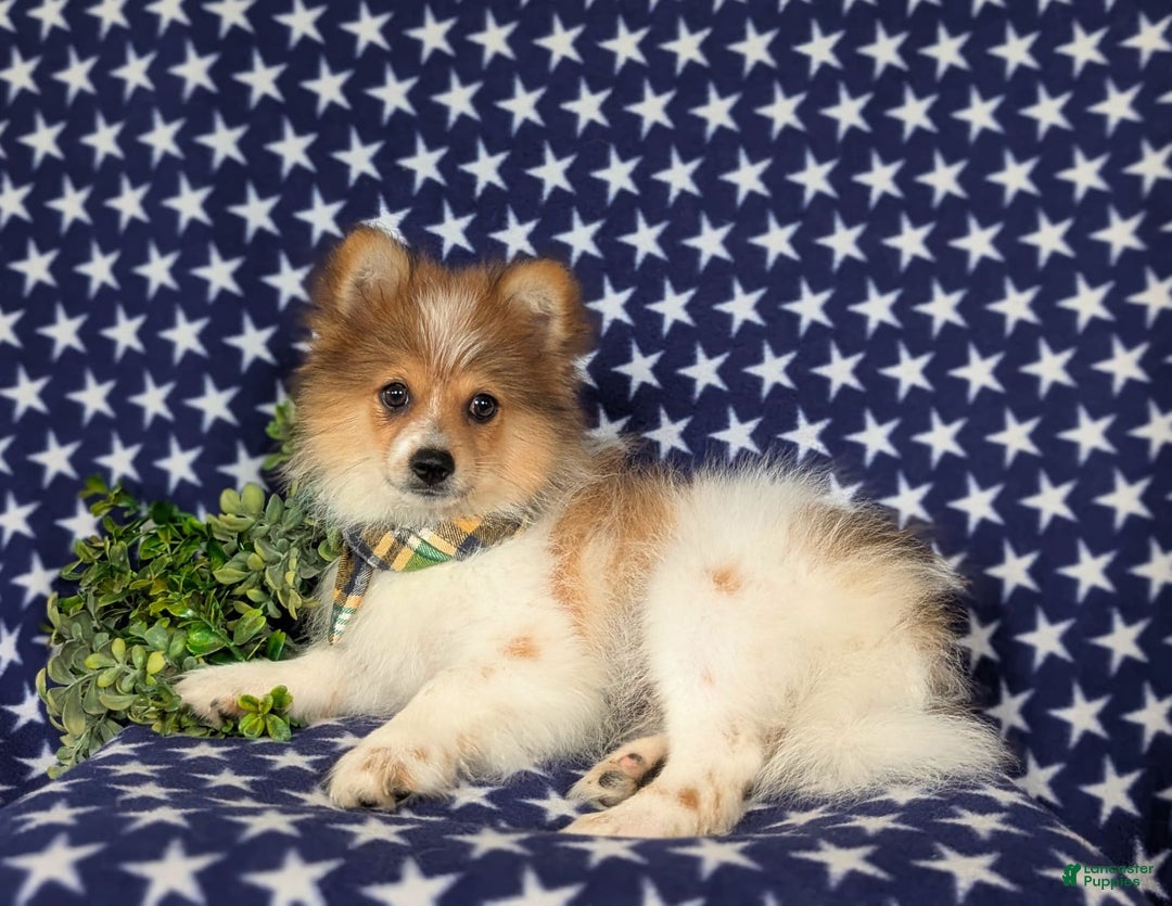 Pomeranian dogs for sale: Diesel Toy Size - Image 13