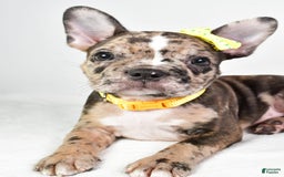 Frenchton dogs for sale: Freddy - Image 8