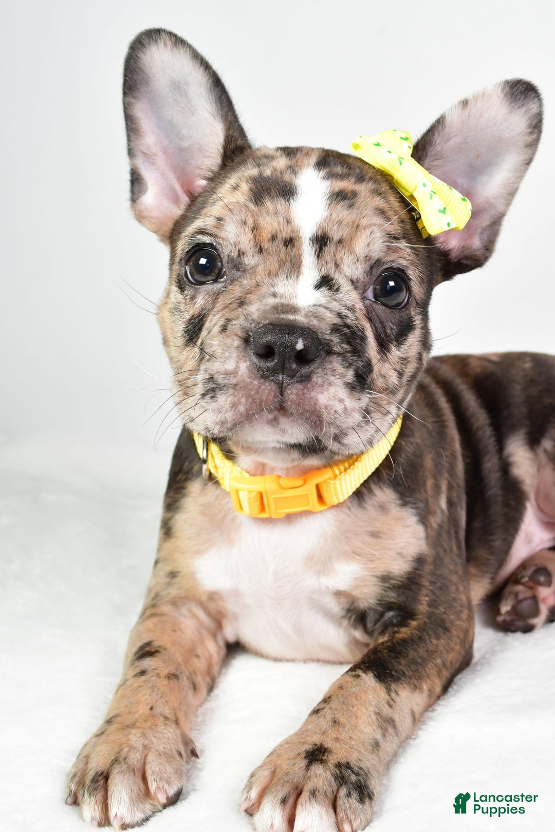Frenchton dogs for sale: Freddy - Image 8