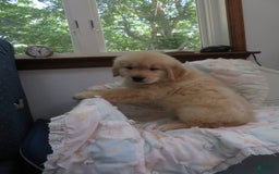 Golden Retriever dogs for sale: Hershey - Image 27