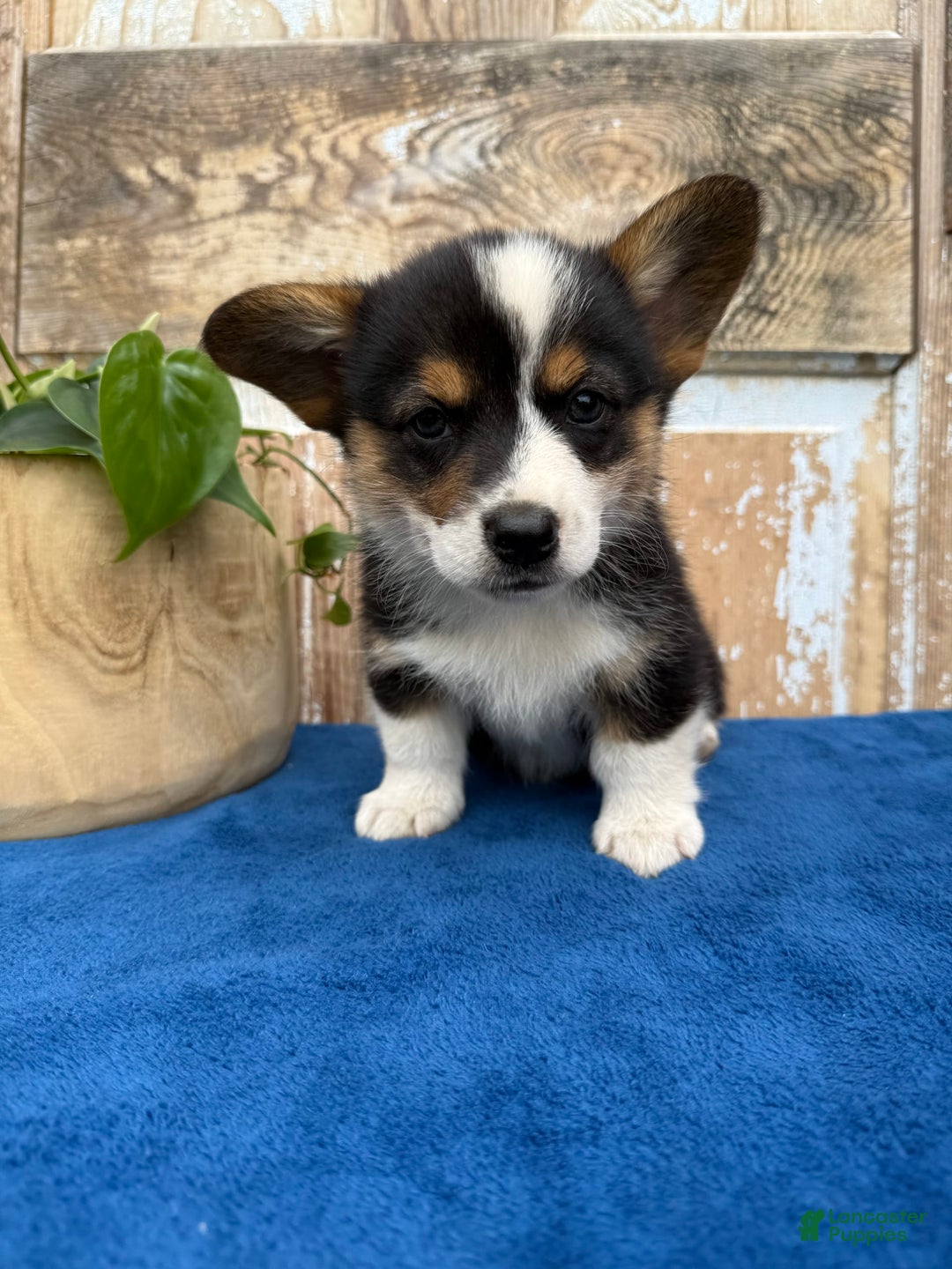 Welsh Corgi Pembroke dogs for sale: Carl - Image 3